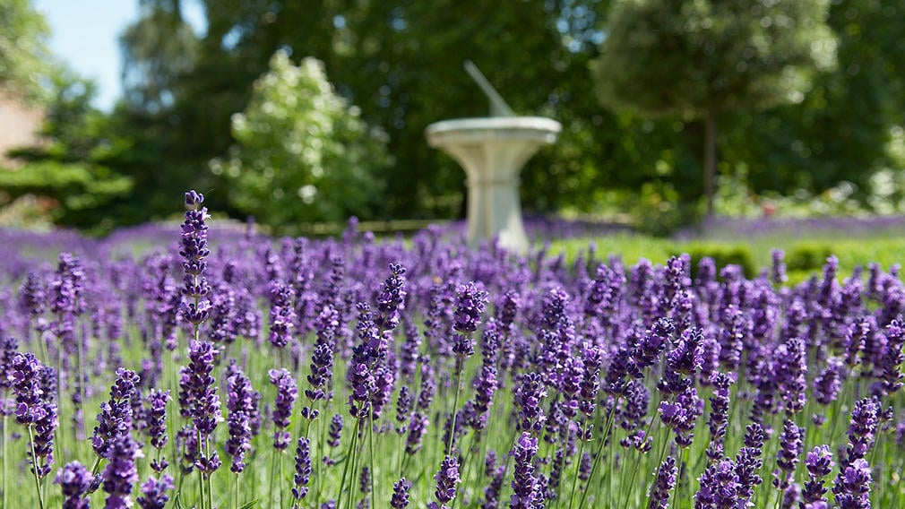 The garden at Clarence House