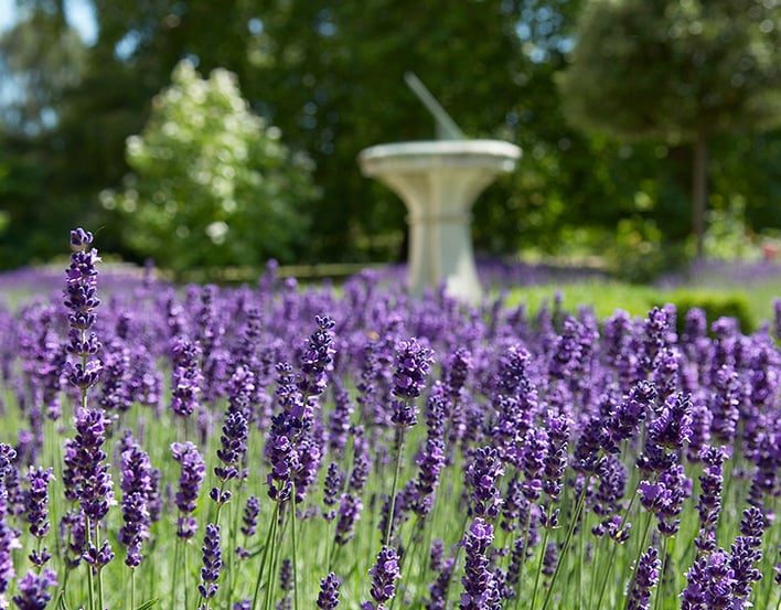 The garden at Clarence House